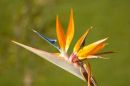 Bird of Paradise flower in a Lebanese garden